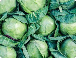 c&b farms - cabbage