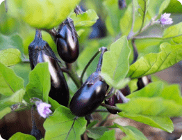 frisbie - eggplant