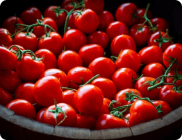 gargiulo farms - roma tomatoes