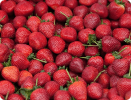 mike lott - strawberries