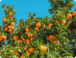 noble citrus - citrus