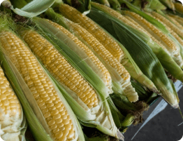 pioneer farms - corn